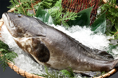 クエ一匹コース（刺身、鍋、雑炊）