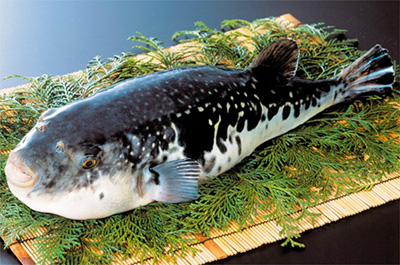 トラフグ一匹コース（てっさ、てっちり、雑炊）